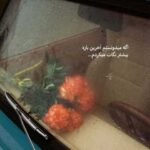 دانلود آهنگ مهستی و هایده به نام برگرد (هوش مصنوعی)